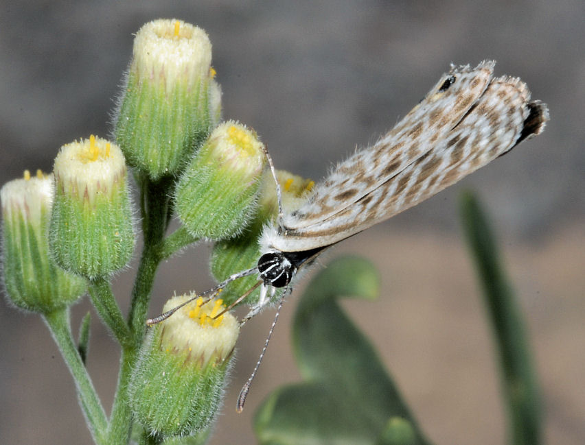 Farfalle, anche in volo!